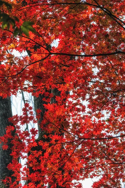 韩国南米岛的红枫树秋季叶色 — 图库照片