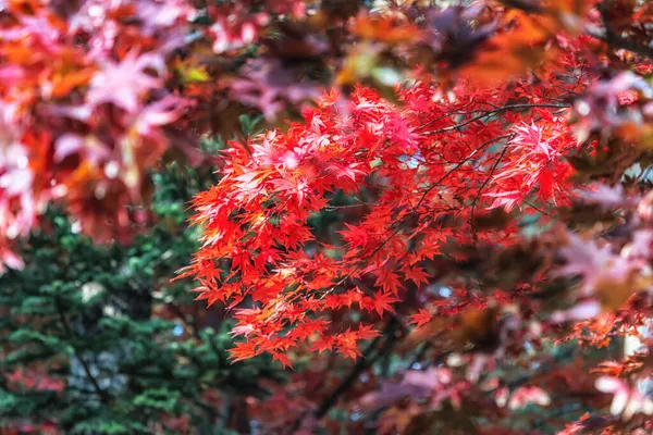 韩国南米岛的红枫树秋季叶色 — 图库照片