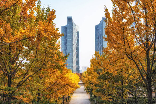 Seoul forest park Gingko tree lane taken during autumn season