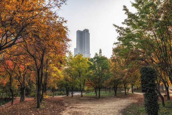 Seoul forest autumn scenery taken in Seoul, South Korea