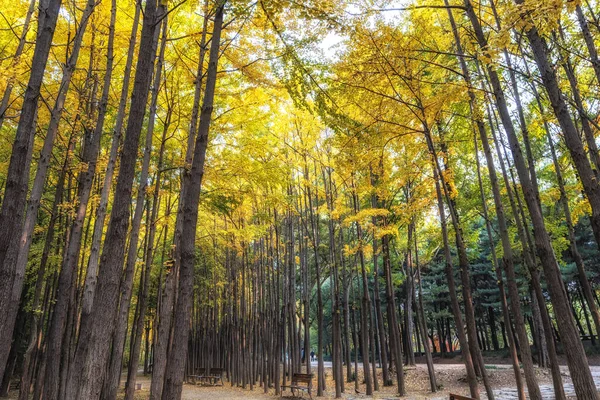 Ginkgo Floresta Arbórea Seul Floresta Tomada Durante Temporada Outono — Fotografia de Stock