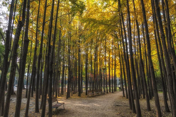 Лес Гинкго Сеульском Лесу Взятый Осенью — стоковое фото