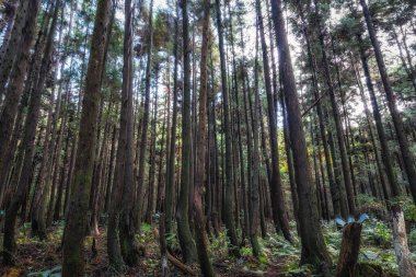 Kriptomeria ağaç ormanı, Jeju Adası 'nda rüzgarlı bir günde çekilen sugi ormanı olarak da bilinir. Jeju Adası, Güney Kore