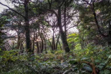 Jeju Adası, Güney Kore 'de çeşitli hindistan cevizi ağaçları olan ünlü Bjarim Ormanı