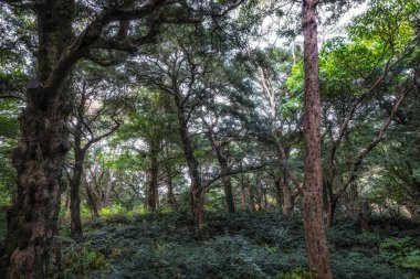 Jeju Adası, Güney Kore 'de çeşitli hindistan cevizi ağaçları olan ünlü Bjarim Ormanı