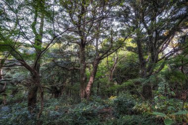 Jeju Adası, Güney Kore 'de çeşitli hindistan cevizi ağaçları olan ünlü Bjarim Ormanı