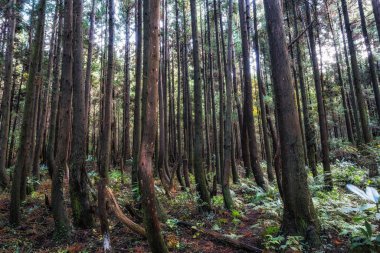 Kriptomeria ağaç ormanı, Jeju Adası 'nda rüzgarlı bir günde çekilen sugi ormanı olarak da bilinir. Jeju Adası, Güney Kore