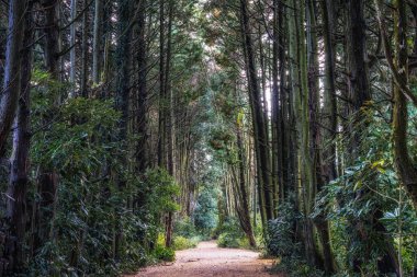 Jeju Adası Gizli Ormanı. Küçük bir patika boyunca çeşitli selvi ağaçları var. Jeju Adası, Güney Kore 'de çekildi.