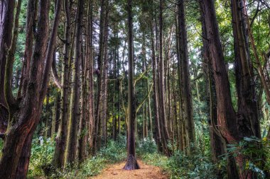 Jeju Adası Gizli Ormanı. Küçük bir patika boyunca çeşitli selvi ağaçları var. Jeju Adası, Güney Kore 'de çekildi.