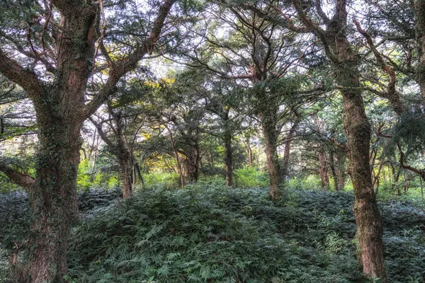 Célèbre Forêt Bjarim Avec Divers Arbres Noix Muscade Dans Île — Photo