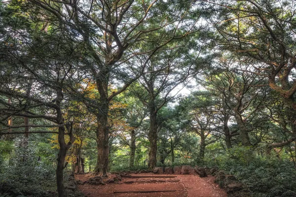 Знаменитый Лес Бжарим Различными Мускатными Деревьями Острове Чеджу Южная Корея — стоковое фото