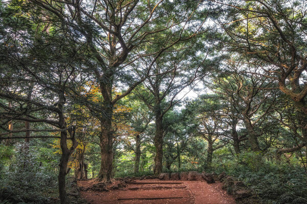 Знаменитый лес Бжарим с различными мускатными деревьями на острове Чеджу, Южная Корея