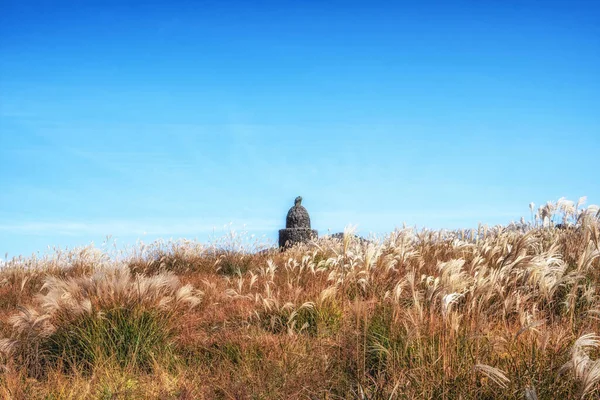 Pole Vysoké Stříbrné Trávy Podzimními Barvami Saebyeol Oreum Jeju Jižní — Stock fotografie