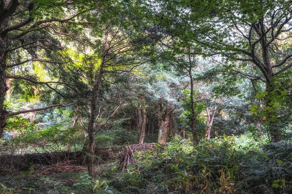 Jeju Adası, Güney Kore 'de çeşitli hindistan cevizi ağaçları olan ünlü Bjarim Ormanı