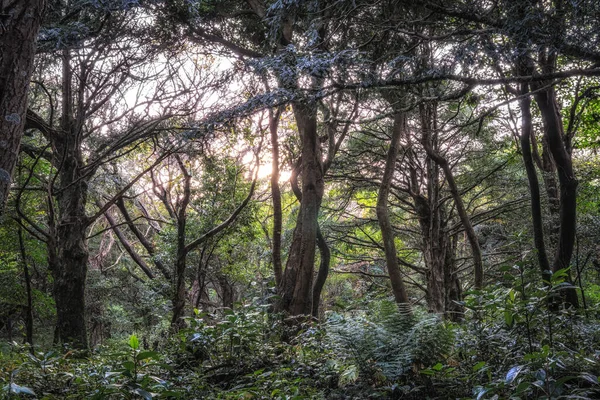 Famoso Bosque Bjarim Con Varios Árboles Nuez Moscada Isla Jeju — Foto de Stock