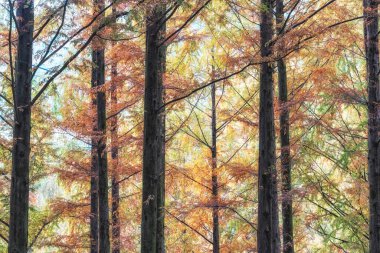 Güney Kore Daejeon 'daki Jangtaesan eğlence ormanındaki metasequoia ağaçları boyunca sonbahar yeşillikleri.