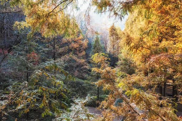 Jesienne Kolory Liści Jangtaesan Recreational Forest Daejeon Korea Południowa — Zdjęcie stockowe