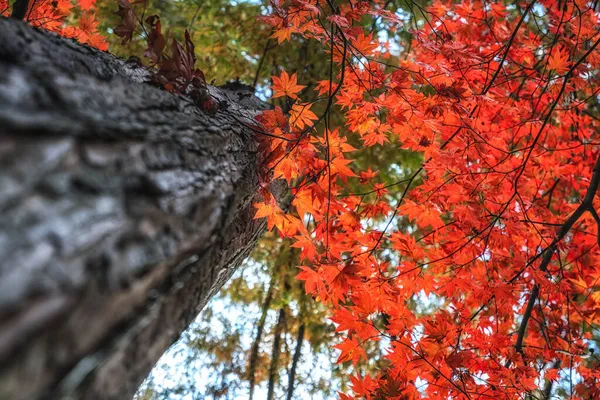 落叶在水杉树干上被捕获 在韩国大田的Jangtaesan娱乐森林拍摄 — 图库照片
