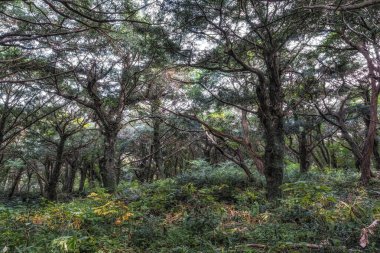 Jeju Adası, Güney Kore 'de çeşitli hindistan cevizi ağaçları olan ünlü Bjarim Ormanı