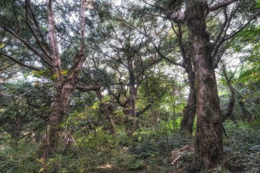Jeju Adası, Güney Kore 'de çeşitli hindistan cevizi ağaçları olan ünlü Bjarim Ormanı