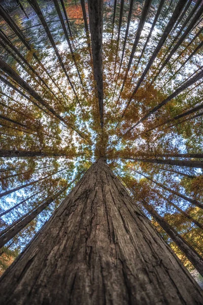Jangtaesan Eğlence Ormanındaki Yüksek Metasequoia Ağaç Ormanına Bakıyorum Daejeon Güney — Stok fotoğraf