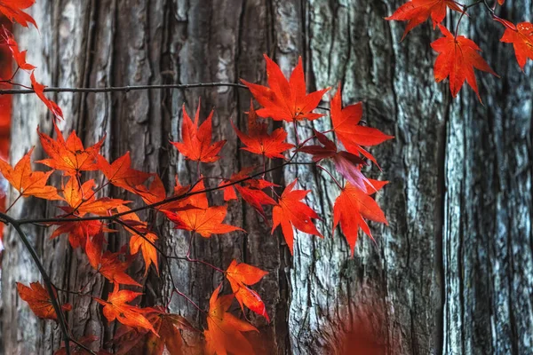 落叶在水杉树干上被捕获 在韩国大田的Jangtaesan娱乐森林拍摄 — 图库照片