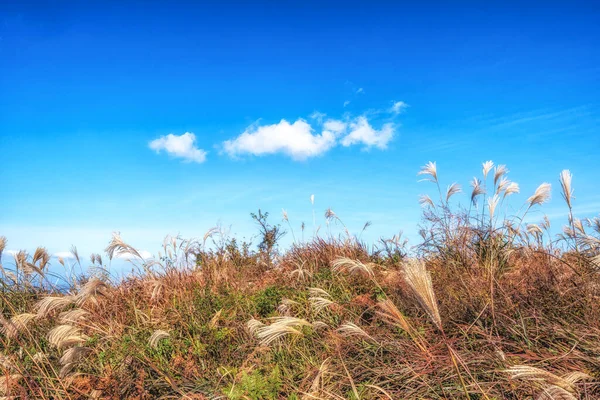 セベヨルの秋の色を持つ背の高い銀の草のフィールド オレウム 済州島 — ストック写真