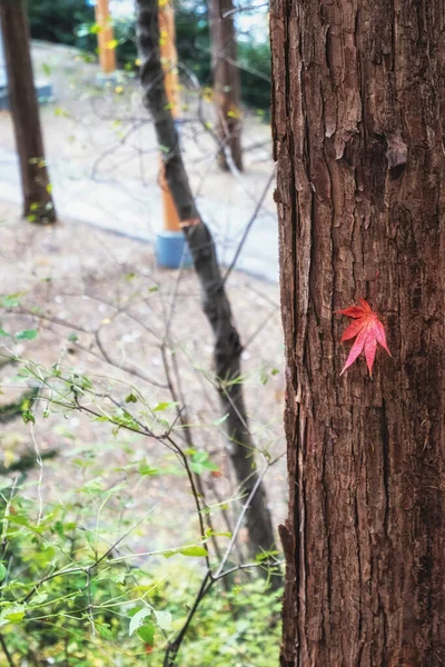 Fall Blad Fångas Mot Metasequoia Trädstammar Tagen Jangtaesan Friluftsskog Daejeon — Stockfoto
