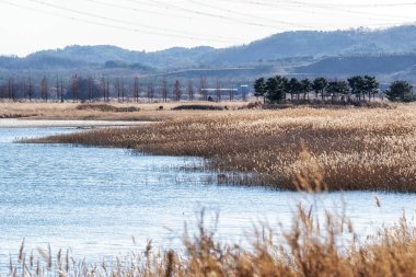 Daebu bada hyannggi tema parkı ya da deniz parfümü parkı Güney Kore 'nin Daebudo şehrinde yer alan bataklık doğa parkı.