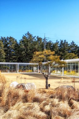 Güney Kore, Gangneung 'da bir kafenin arkasındaki zen bahçesi. Çam ağaçları, çalılar ve beyaz kumdan yapılmış bahçe..