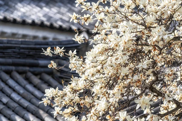 Magnolia Floraison Fleurs Gyeongju Lac Bomunho Corée Sud — Photo