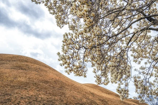 Daereungwon Grav Komplex Gyeongju Sydkorea Tas Med Magnolia Kobus Blommor — Stockfoto