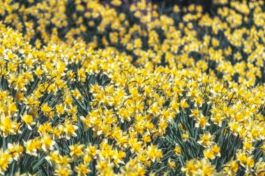 Güney Kore, Seosan 'da Yu Gi Bang Gaok' ta çiçek açan nergis çiçeği tarlası. Baharda ünlü turist eğlencesi.