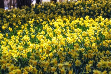 Güney Kore, Seosan 'da Yu Gi Bang Gaok' ta çiçek açan nergis çiçeği tarlası. Baharda ünlü turist eğlencesi.
