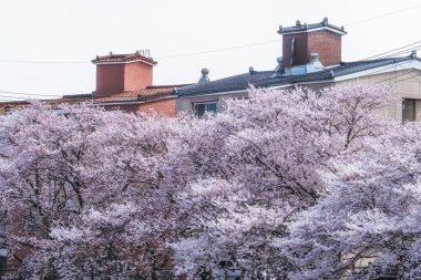 Güney Kore, Seosan 'daki haemicheon deresinde kiraz çiçekleri çiçek açıyor.