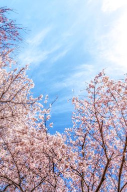 Güney Kore, Seosan 'daki haemicheon deresinde kiraz çiçekleri çiçek açıyor.