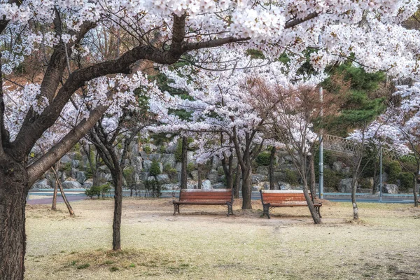 Cherry Blossoms Blooming Small Park Two Benches Taken Seoul South — Foto Stock