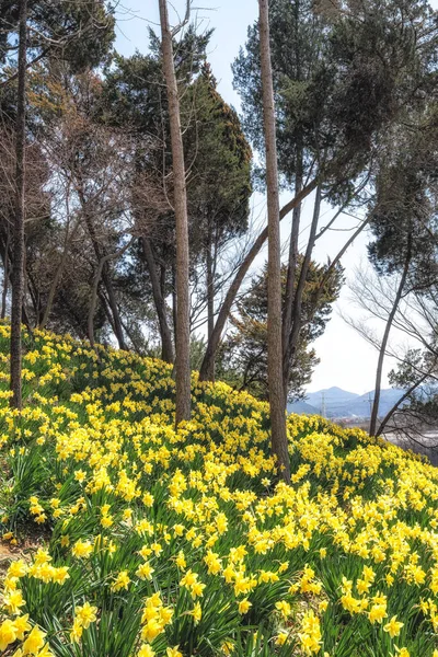 Field Daffodil Flowers Blossoming Pine Trees Bang Gaok Seosan South —  Fotos de Stock