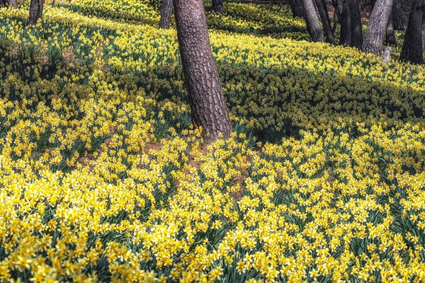 Field Daffodil Flowers Blossoming Pine Trees Bang Gaok Seosan South — Foto de Stock