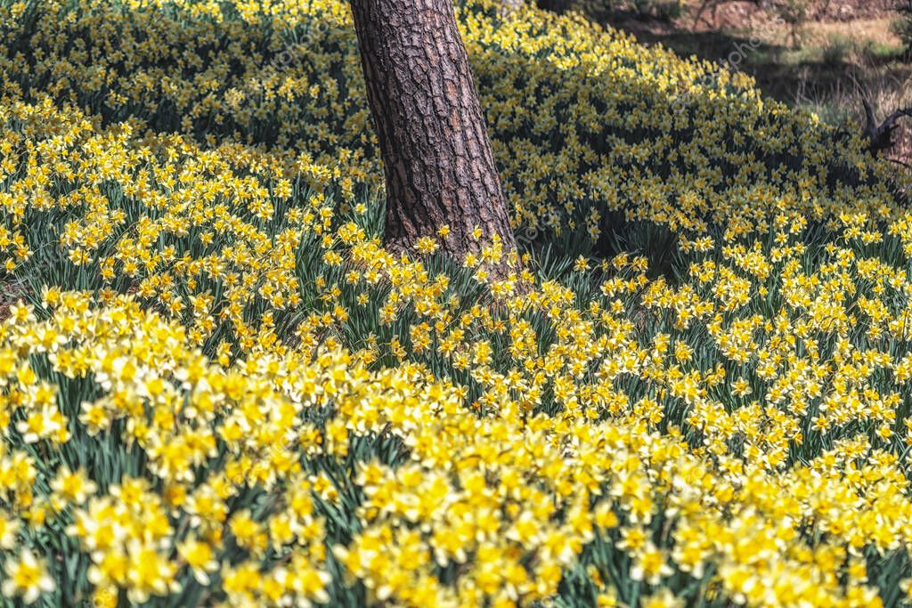 Field of daffodil flowers blossoming around pine trees in Yu Gi Bang