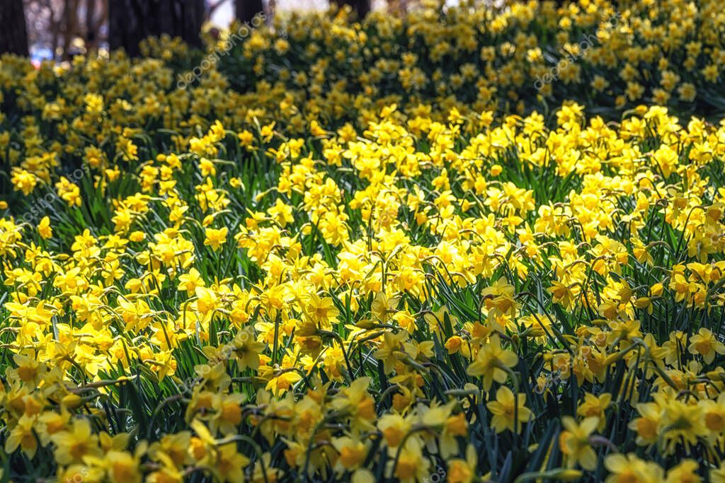 Field of daffodil flowers blossoming in Yu Gi Bang Gaok in Seosan