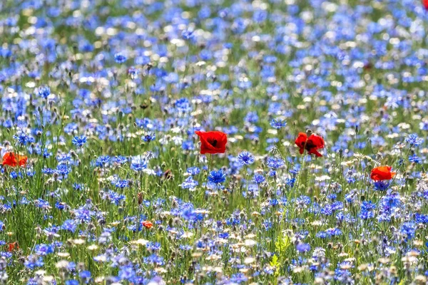 Πεδίο Cornflower Κοντά Στον Ποταμό Han Στο Namyangju Νότια Κορέα — Φωτογραφία Αρχείου