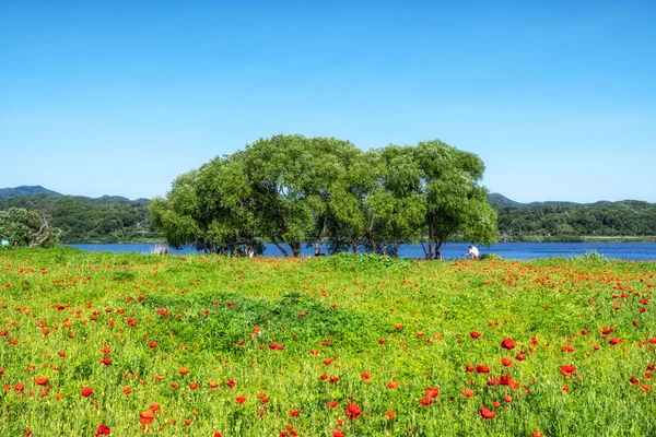 Květy Máku Kvetoucí Vodní Zahradě Namyangju Jižní Korea — Stock fotografie
