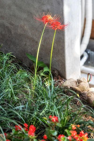 在韩国的一个小花园里 红蜘蛛百合花的开花率较低 — 图库照片