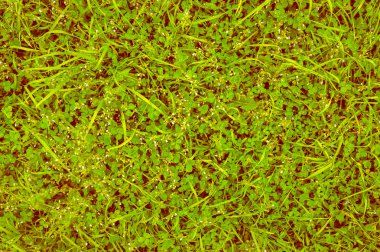 küçük mavi çiçekli yeşil çim doğal arka plan