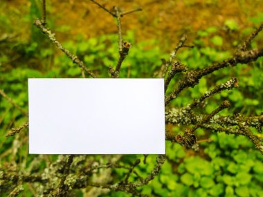 Kartvizit inci üzerinde liken ile büyümüş dallar, yalan