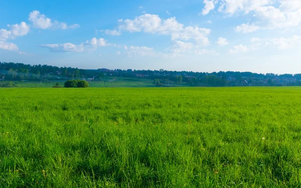 Bakgrunden landskap fältet grönt gräs, blå himmel och fores — Stockfoto