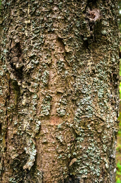 Textura de fundo de casca de árvore de pinho fechar — Fotografia de Stock