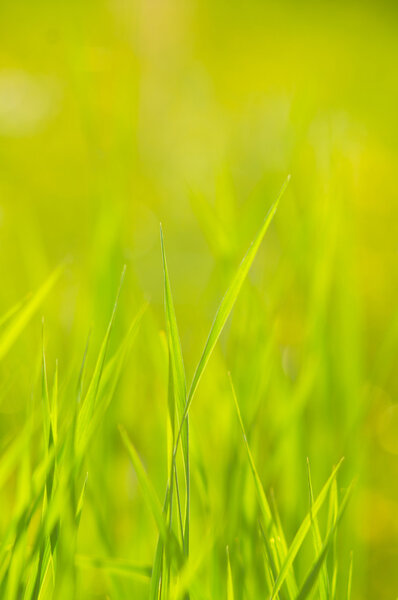 Background of green grass close up