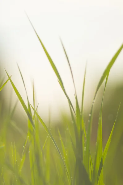 Background light of green grass with drops — Stock Photo, Image
